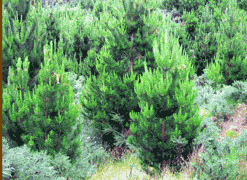Early growth of our young forest