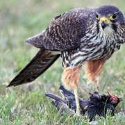 New Zealand falcon - Although we rarely see this bird on our tours we consider this particular image worth displaying