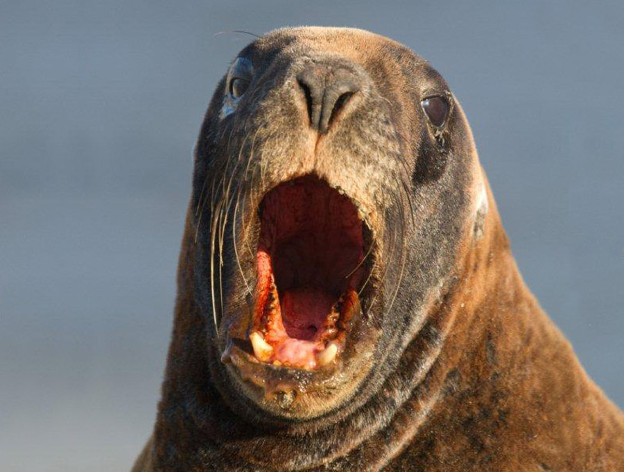 Seals-&-Sealions-06.jpg