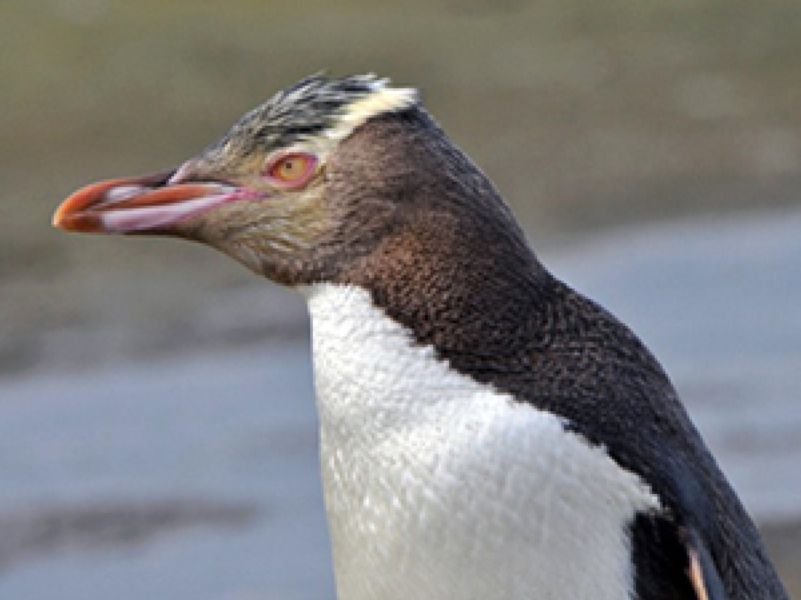 Portrait of yellow eyed  penguin - WOW so close