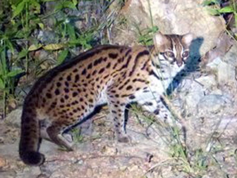 Leopard cat seen on night safari at Tabin -  Photo Eleanor Rogers