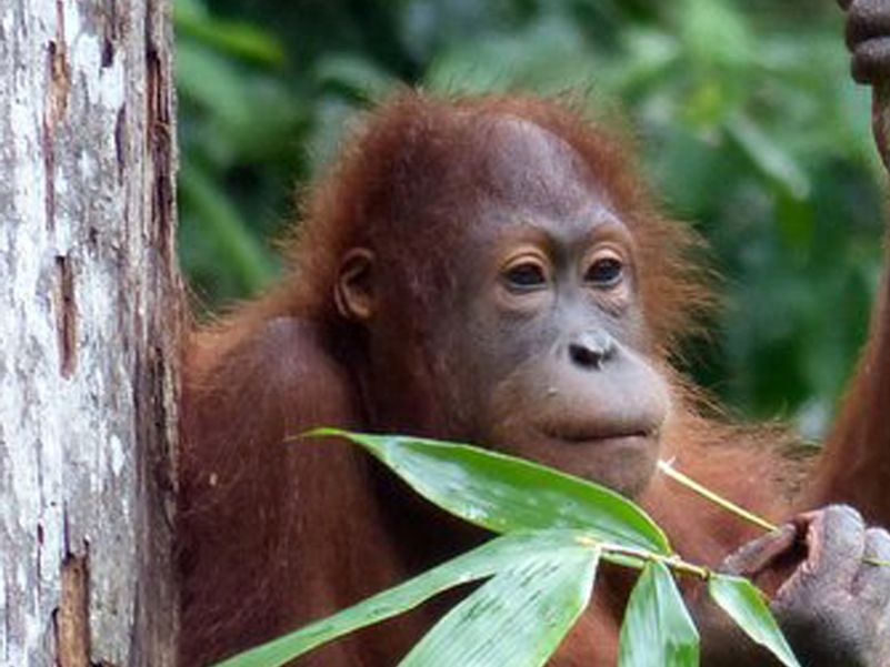 Orangutan at Sepilok at rehabilitation forest feeding platform -  Photo Eleanor Rogers