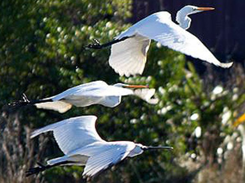 Great white herons - Tomahawk lagoon
