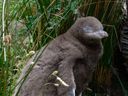 Client photograph of Yellow eyed penguin chick