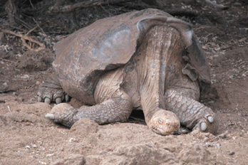 Lonesome George Lonesome George