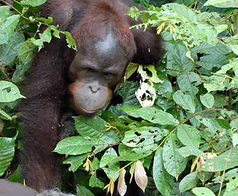Liz & Martin - photo orangutan