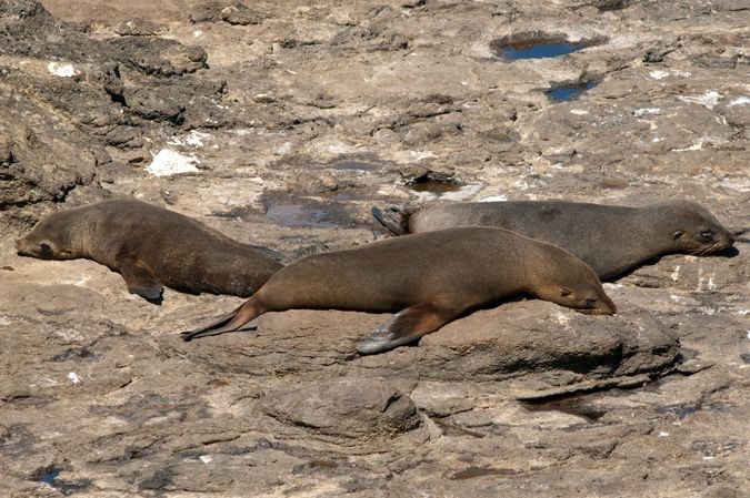 At Elm Fur seal breeding colony