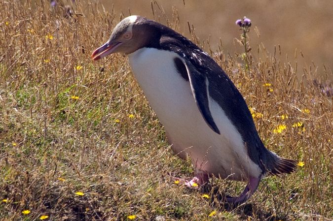 Yellow eyed penguin returning to nest