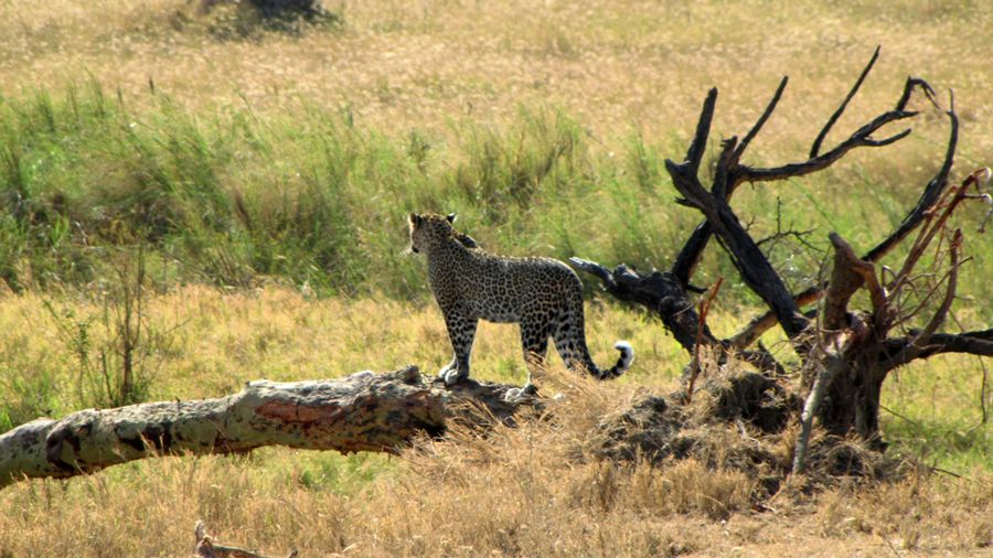 Africa - Leopard serengeti Africa - Leopard serengeti