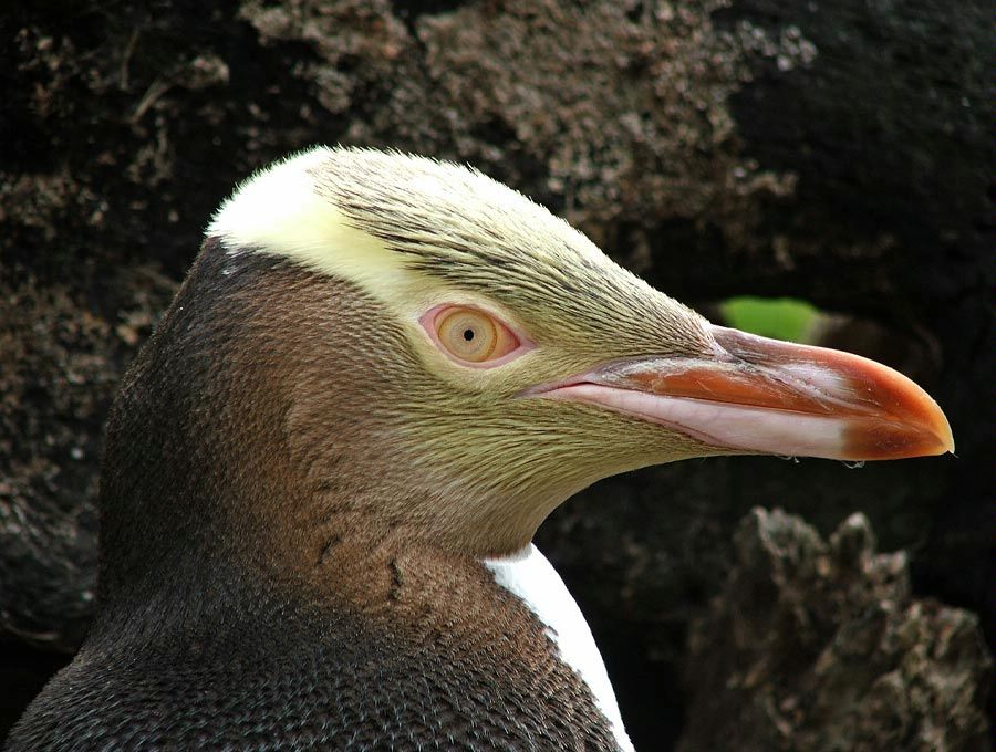 New Zealand penguin colonies and species - Yellow eyed penguin