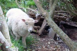 Sheep visiting penguin nest