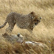 Africa - Cheetahs at kill 