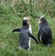 Yellow eyed penguins at the Elm reserve during an Elm Wildlife multi-day tour