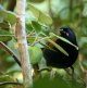 Saddleback at Ulva Island during an Elm Wildlife multi-day tour