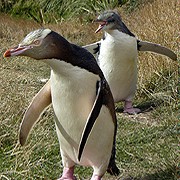 Yellow Eyed Penguins