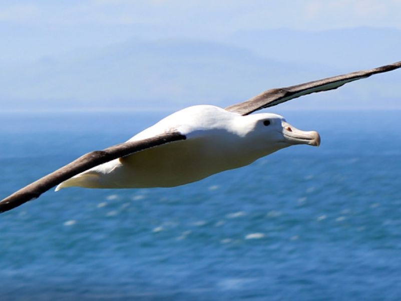Royal Albatross soaring at Taiaroa head - Shaun Templeton