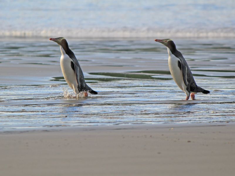 Penguins return