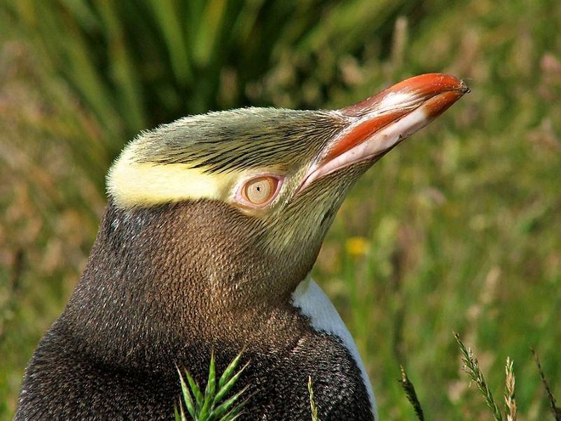 Yellow eyed penguin