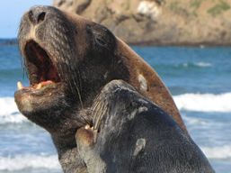 Hooker's Sea lions sparring