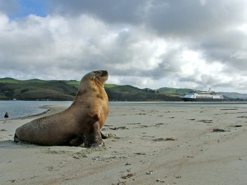 Cruiseship in background near Taiaroa head