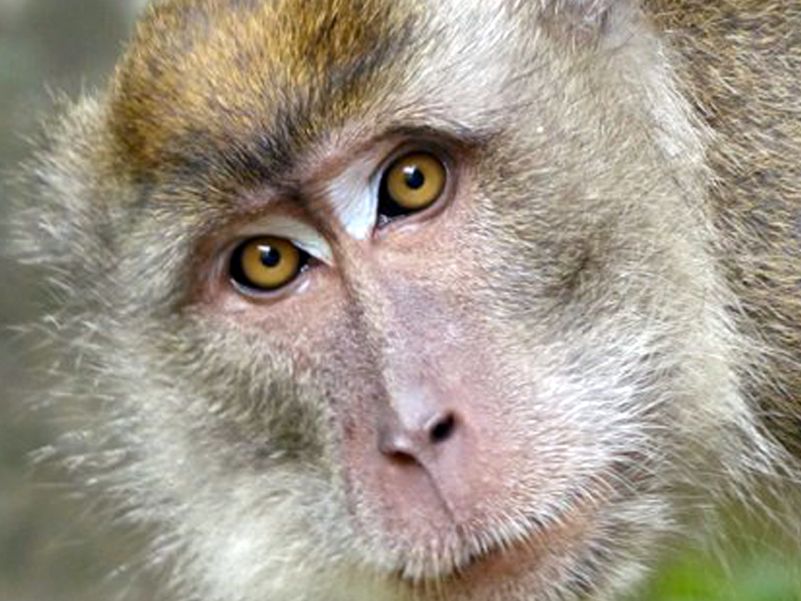 Long tailed Macaque Kinabatangan river -  Photo Eleanor Rogers