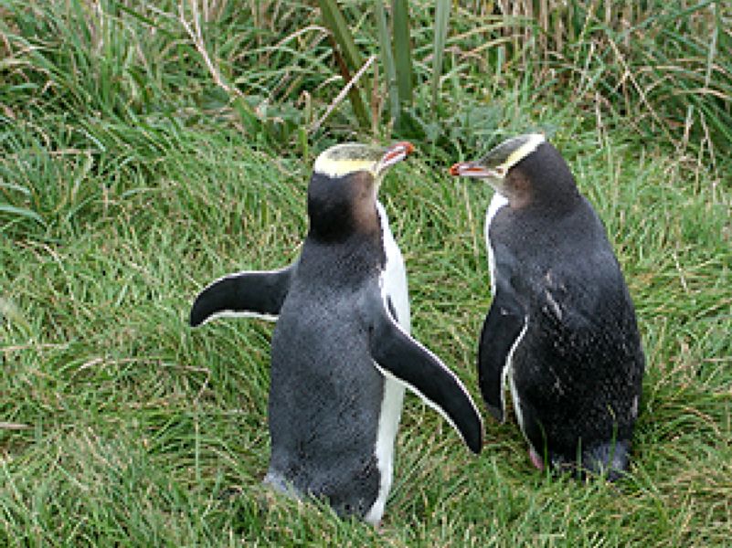 Yellow eyed penguins at the Elm reserve during an Elm Wildlife multi-day tour