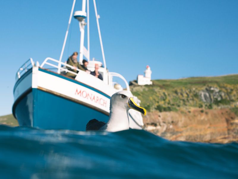 penguin tours in dunedin