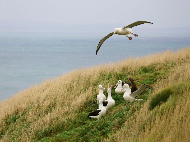 Albies at Taiaroa Head