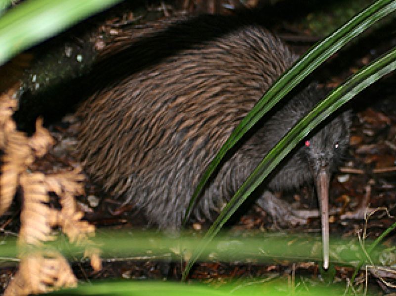 Brown kiwi at Ulva Island during an Elm Wildlife multi-day tour