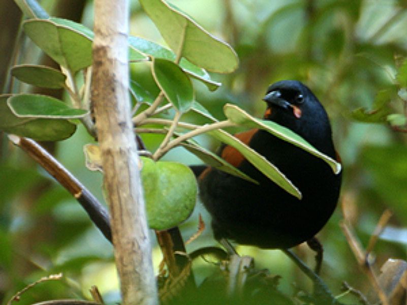 Saddleback at Ulva Island during an Elm Wildlife multi-day tour