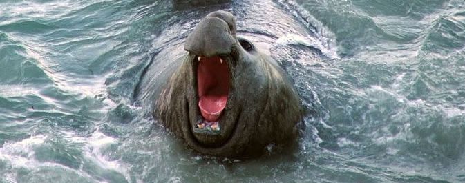 Encounters Tour + Monarch Boat Cruise Tour : Elm Wildlife ...